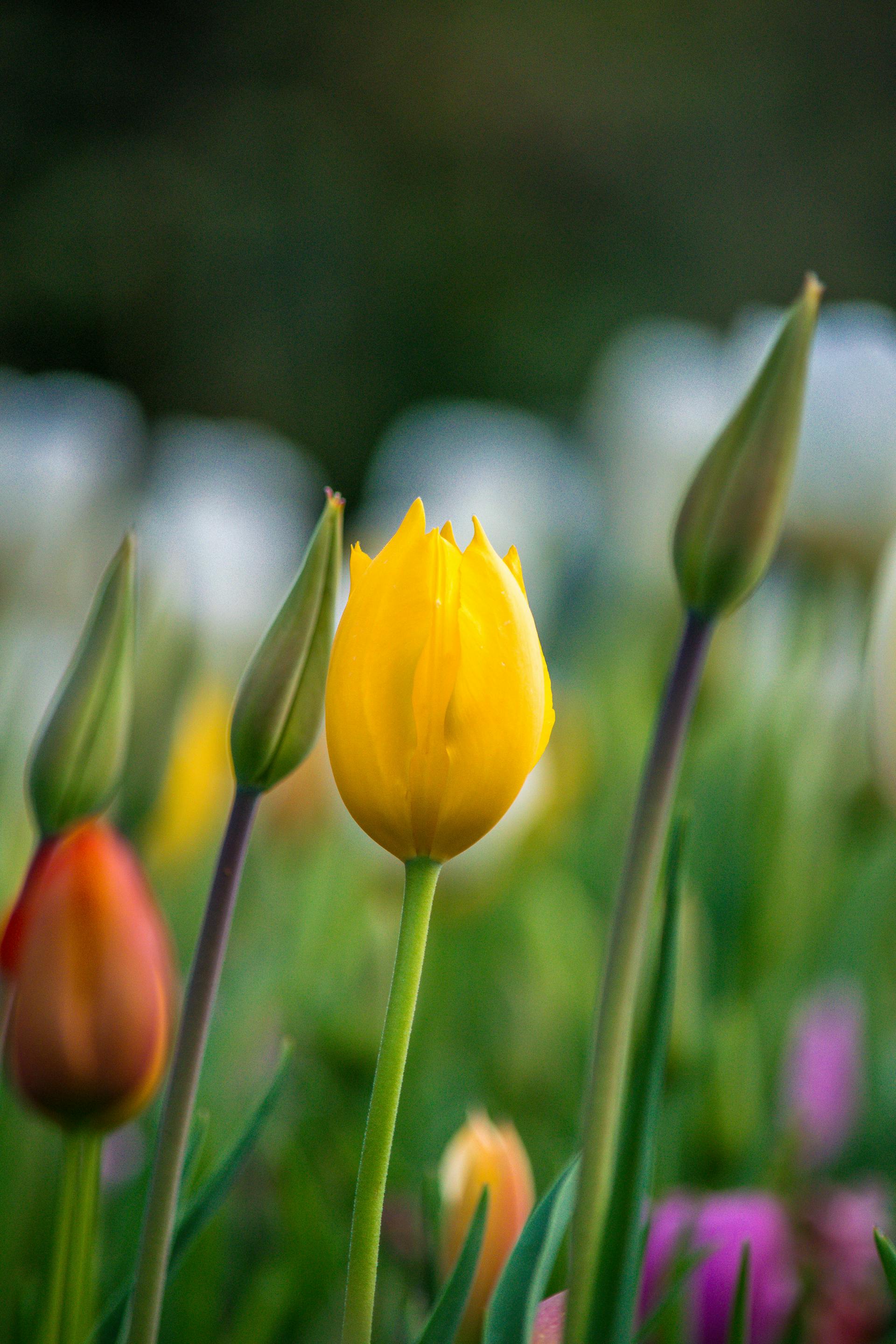 Photo form Pexels.com - Copyright Maria Doina Mareggini